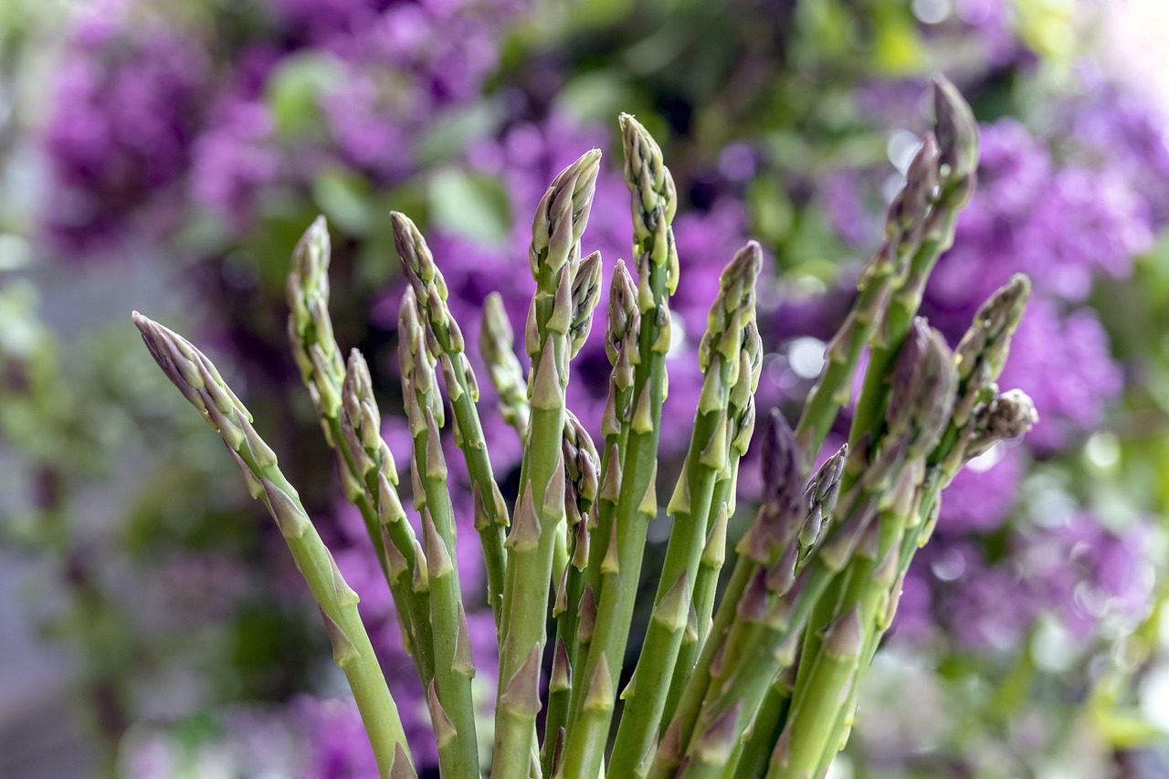 Asparagi selvatici di Lacedonia