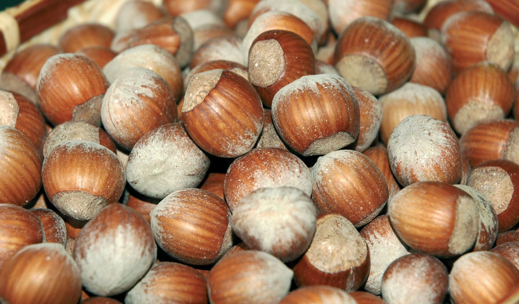 Nocciola Camponica