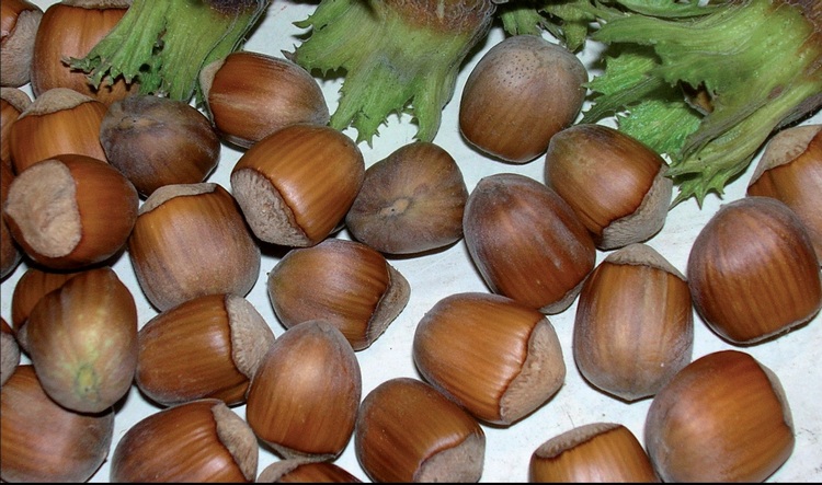 Nocciola Mortarella