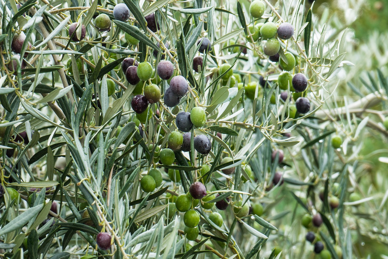 Oliva masciatica PAT