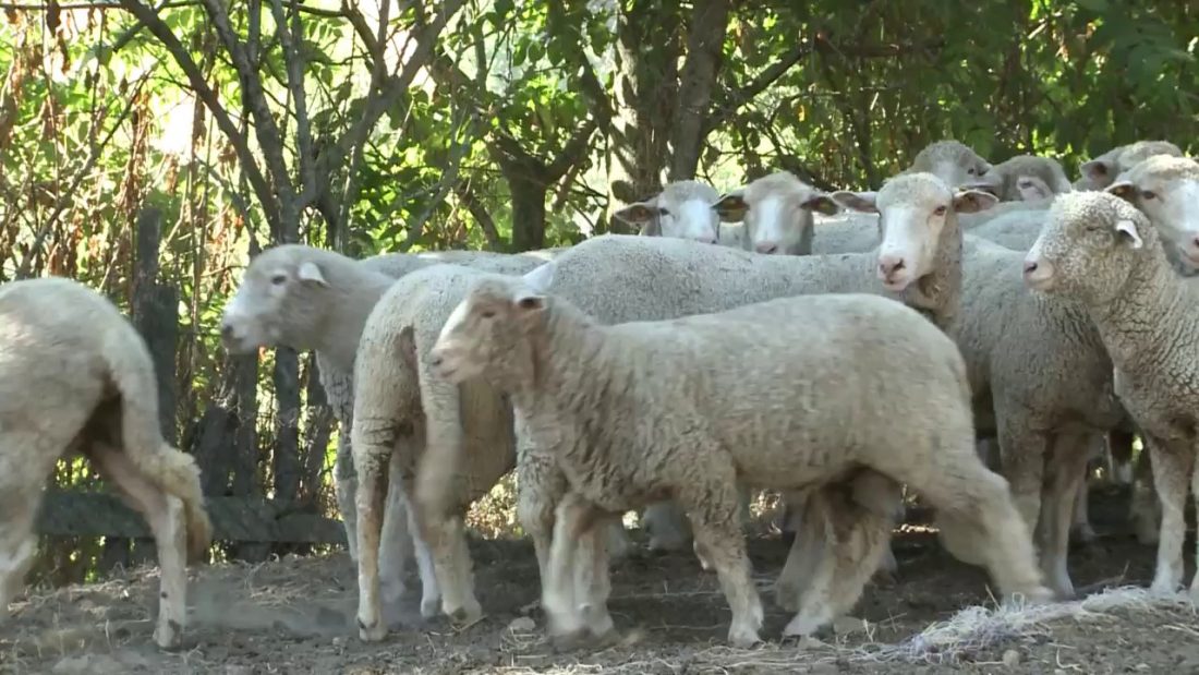 Agnello di Carmasciano PAT: tesoro gastronomico dell’Irpinia